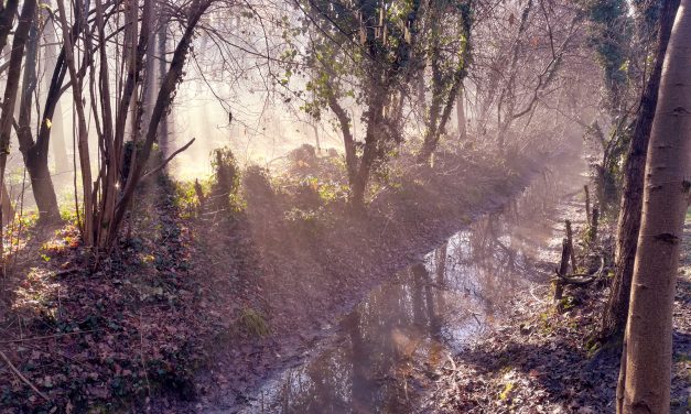 ALBERI INFINITI, Le vecchie querce del Caloggio